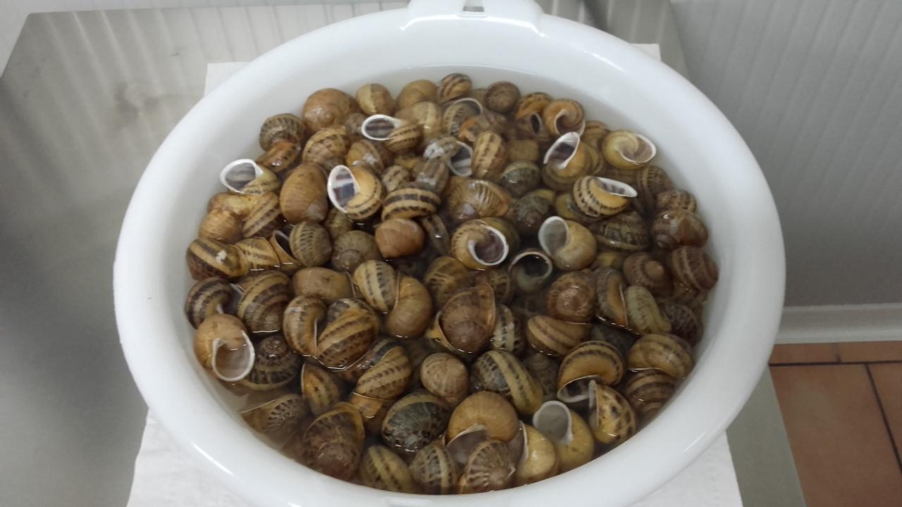 nettoyage coquilles