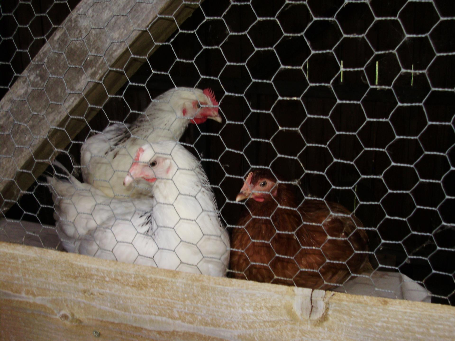 auxiliaires de fin de saison